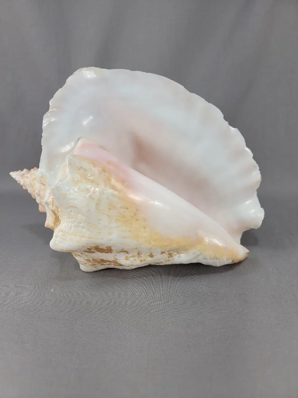 Vtg Natural Conch Shell Seashell Beach Nautical Home Decor Distressed Weathered
